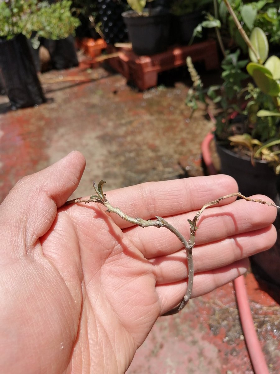 Con este horrible calor algunas plantas de zonas más cálidas y secas como Pochotes (Ceiba aesculifolia), Colorines (Erythrina sp), y Cazahuates (Ipomoea murucoides), ya andan despertando.
Es buena señal y ya podemos reanudar riegos, parece que se darán chido en Azcaponarco.