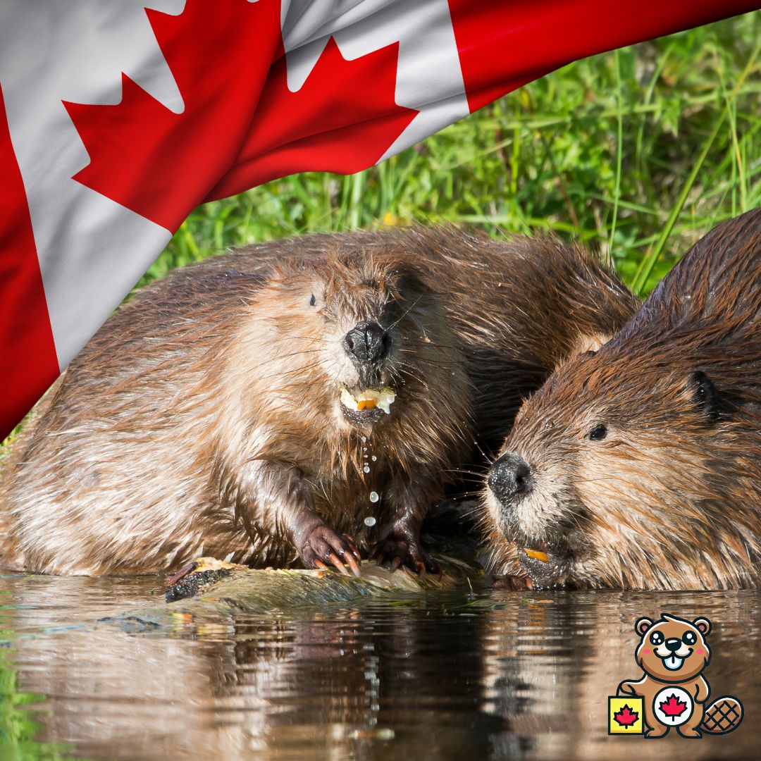 beaverbuyer's tweet image. 🍁 Happy Beaver Day, Canada! 🦫50 yrs ago, the beaver was selected as Canada's National animal due to its work ethic, intelligence, devotion to family, &amp;amp; ability to work together to build incredible things.
We're proud to be represented by such a noble animal.🦫💪❤️ 🍁
