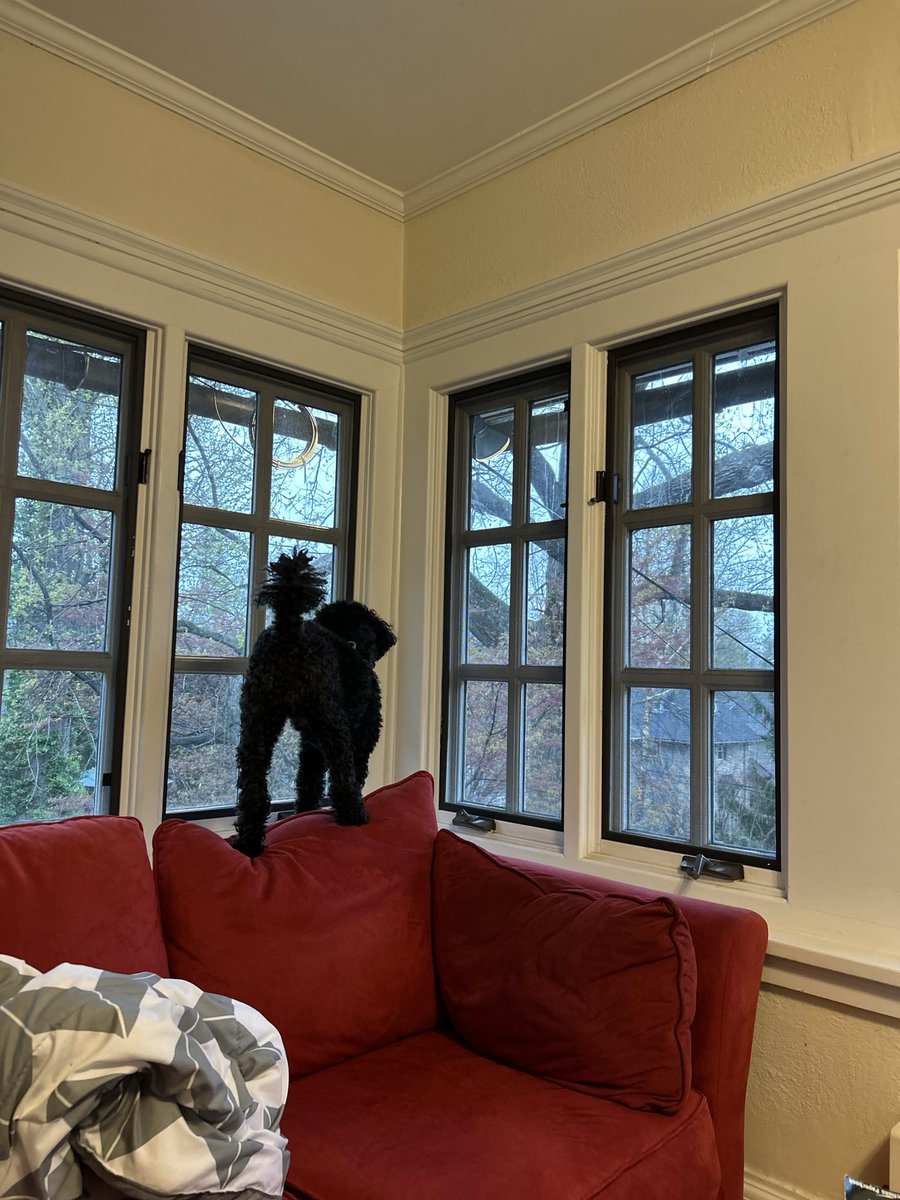 poodle_thoughts's tweet photo. I LIKE TO GROWL AT SQUIRRELS https://t.co/uHvy6W4OqI