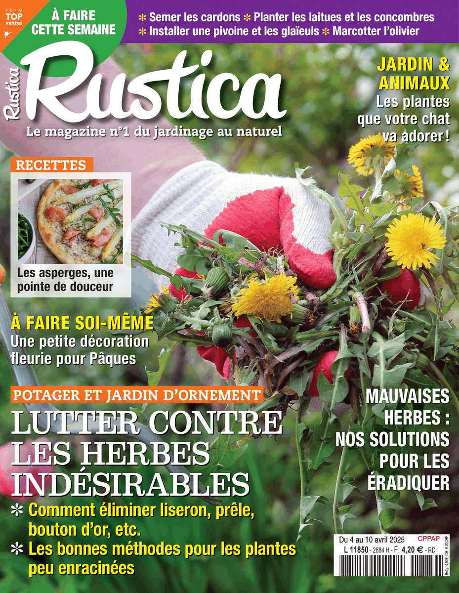alaindelavie's tweet photo. [En kiosque] Du 4 au 10 avril 2025, hebdomadaire #Rustica
Carnet : réussir toutes les plantations de printemps
Lutter contre les herbes indésirables dans le jardin
+ Les plantes que  votre chat va adorer
+ Travaux de #jardinage 
#presse #magazine #hebdo
https://t.co/U8erY3SPow https://t.co/uLCRFFjP2L