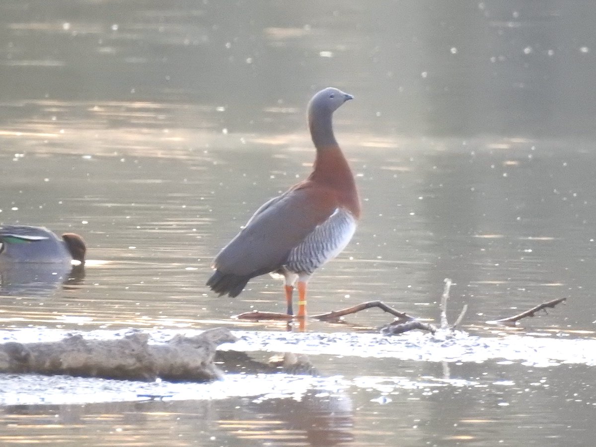 Adam Bassett tweet media