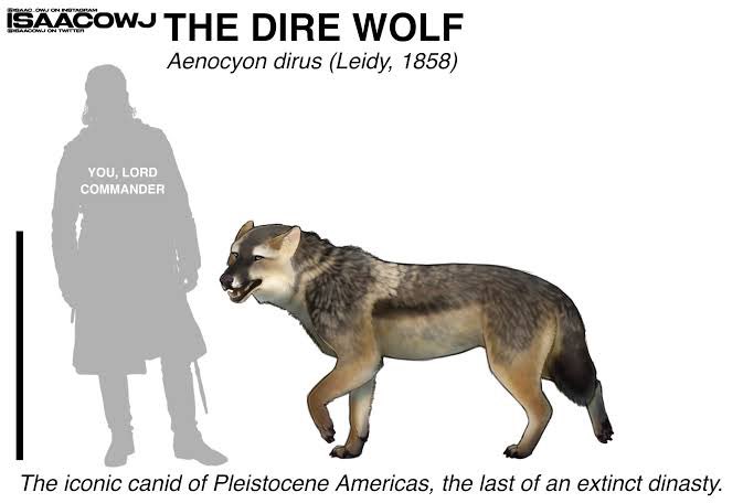 chattingfinance's tweet photo. They’re called Romulus and Remus the world’s first ever de-extinct animals.

The dire wolf has been extinct for over 10,000 years. These two wolves were brought back from extinction using genetic edits derived from a complete dire wolf genome, meticulously reconstructed by Colossal Biosciences from ancient DNA found in fossils dating back 11,500 and 72,000 years.