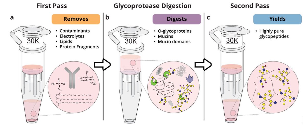 Stacy Malaker (@stacymalaker) on Twitter photo 🚨New preprint alert!! Introducing "GlycoFASP" - a super easy method to isolate pure O-glycopeptides from complex samples. Pioneered by Shane and <a href="/keira_erol/">Keira E Mahoney</a>, they show that you can simply add sample + glycoprotease to a MWCO filter -> O-glycopeptides
10.26434/chemrxiv-2025-bxv0k 🚨New preprint alert!! Introducing "GlycoFASP" - a super easy method to isolate pure O-glycopeptides from complex samples. Pioneered by Shane and <a href="/keira_erol/">Keira E Mahoney</a>, they show that you can simply add sample + glycoprotease to a MWCO filter -> O-glycopeptides
10.26434/chemrxiv-2025-bxv0k