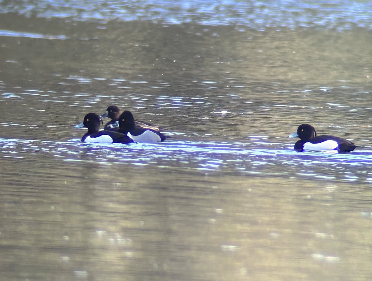 Tan Grigg (@griggtan) on Twitter photo Lovely few hours spent at Frampton court today, no Osprey but great views of the ring-necked duck and bumped into <a href="/Nickgoatman/">Nick goatman</a> 😊 <a href="/GlosBirds/">Glos Bird News</a> Lovely few hours spent at Frampton court today, no Osprey but great views of the ring-necked duck and bumped into <a href="/Nickgoatman/">Nick goatman</a> 😊 <a href="/GlosBirds/">Glos Bird News</a>