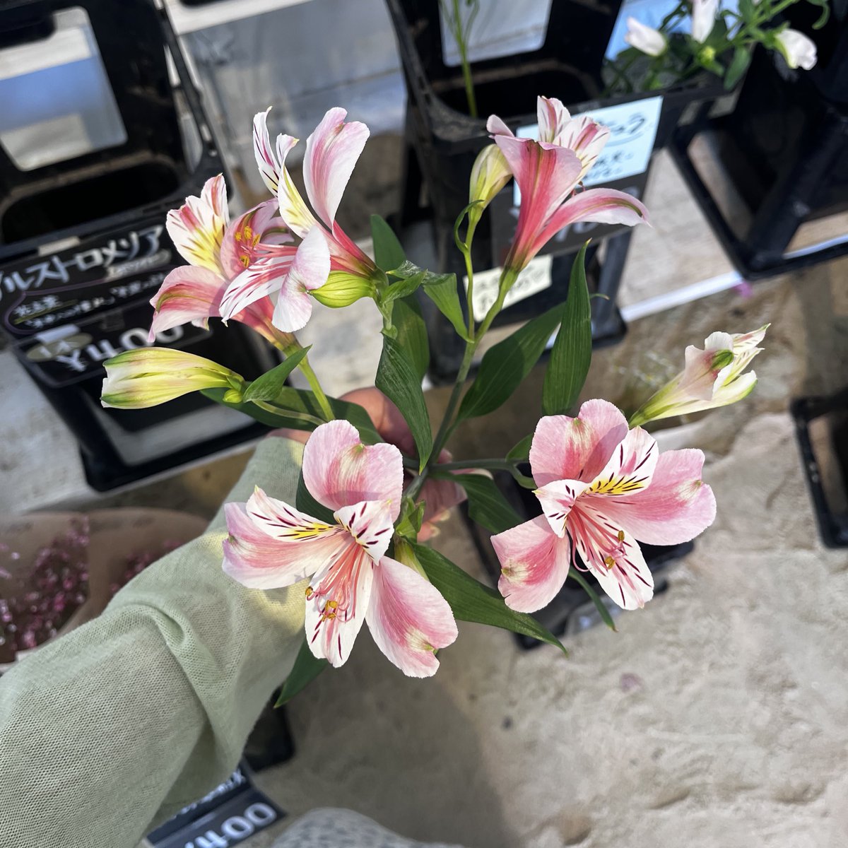 __mrkljs_'s tweet photo. congratulations on your new start 🌼*･ https://t.co/gCJgCbw4zW
