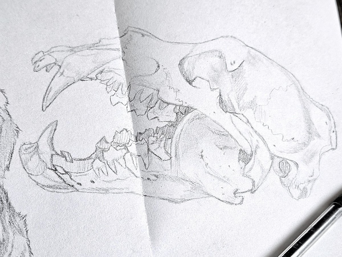 vampyvern's tweet photo. Satisfied my spontaneous impulse to draw burrs [bears] https://t.co/ffl8tirvEb