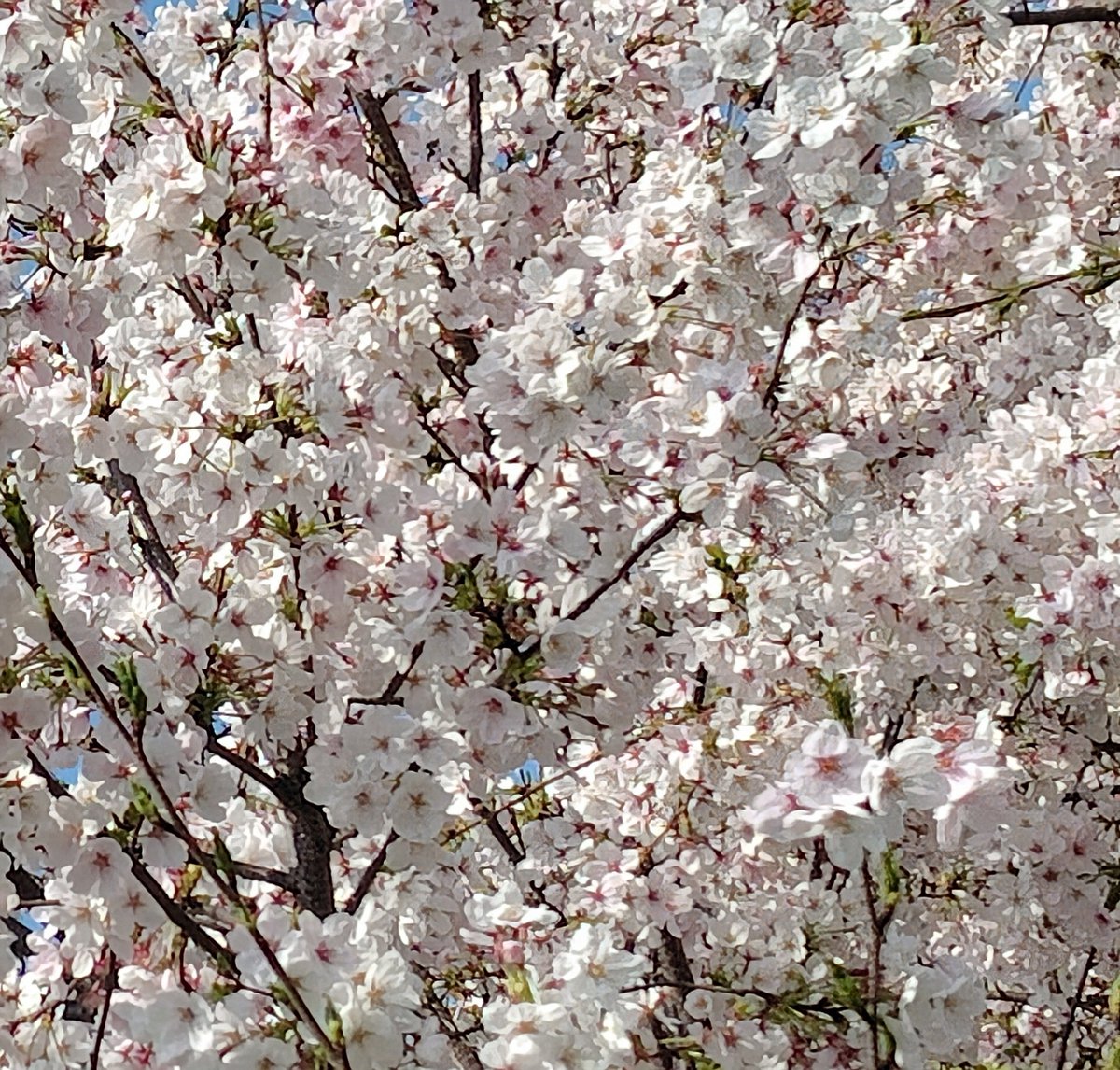 FunFunEveryday's tweet photo. 🌸ご入学おめでとうございます🌸
本日は校門前で学研教室のパンフレットセットをお受け取り頂きまして、ありがとうございます！満開の桜がとても美しい、入学式日和の一日でした🌞
🌟はじめての #塾  （算・国・英）は #学研教室 へ🌟　教室検索と #無料体験 の詳細はHPへ→https://t.co/x2QOhqEMh8🌟 https://t.co/GzIl9if44k
