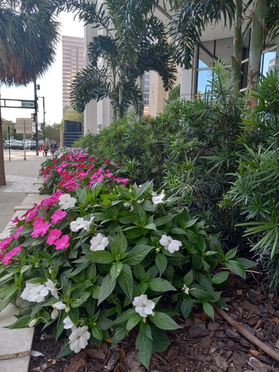 TampaWINNER's tweet photo. #Florida #PhotoWalk #Tampaphotography #streetphotography #DowntownTampa #Tampa #CityofTampa #TampaFL #TampaFlorida #HillsboroughFL #Hillsborough #MyHillsborough
#realtampa #unlocktampa #hiddentampa
#TampaTravel #DiscoverTampa #ExploreTampa #tampaartist #tampaart #tampadesign https://t.co/rrANbFGA2t