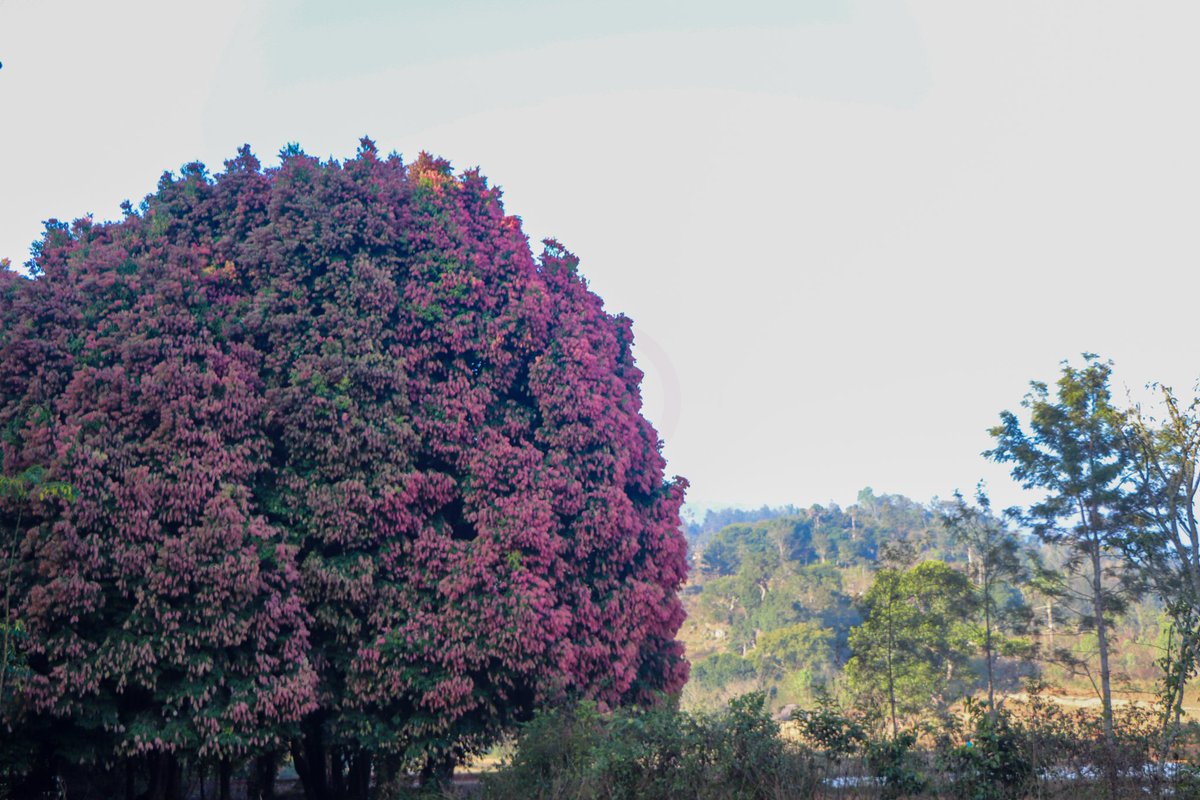 KishoreKissy's tweet photo. #Uppa_Trees, Hukumpeta, Andhrapradesh. https://t.co/7P2llWeQJ7