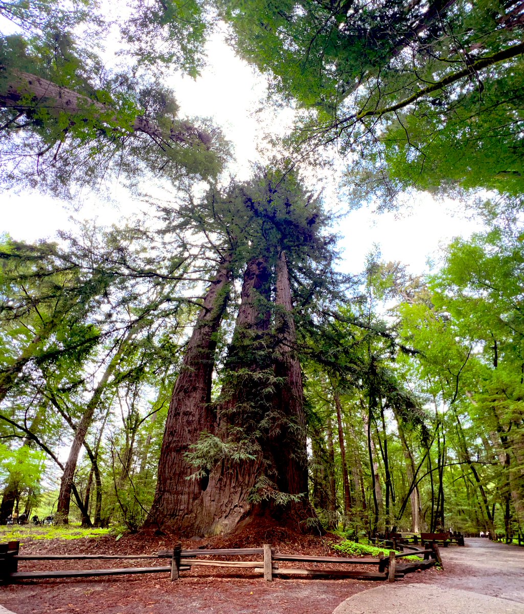 I was moved to see the Redwoods of #California and learn how they support each other at the roots. That connection helps them reach great heights and thrive for thousands of years. A powerful life lesson right there! 👌🏿👌🏿👌🏿