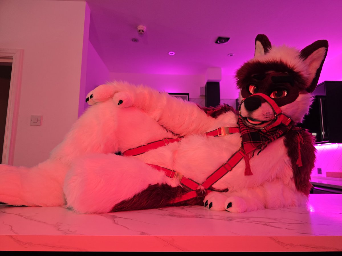 Welcome home honey, I've been waiting for you 😏

📸 <a href="/InfinityFloof/">Infinity</a>
#MixedCandyMonday