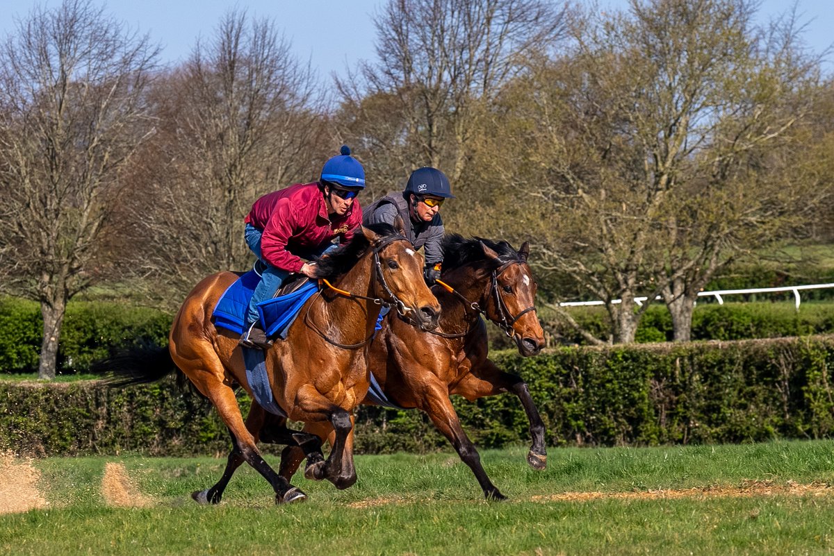 Hopefully Tribal Chief can kickstart his season on Saturday in the <a href="/OLBG/">OLBG.com</a> Spring Cup <a href="/NewburyRacing/">Newbury Racecourse</a> 

Looks like Newbury is doing a good job in maintaining Good ground too 🫰

Working (far side) here on Saturday alongside G1 winner, Tamfana. 

Let's go the Chief!