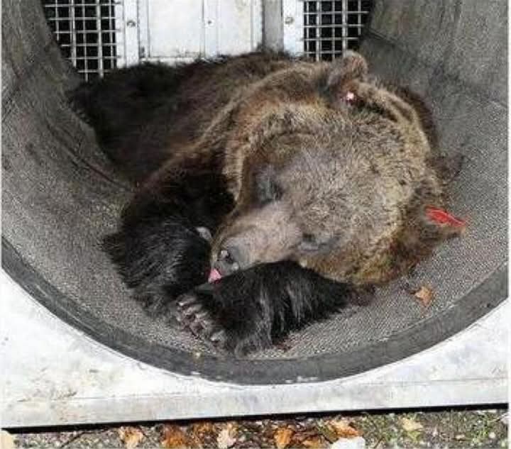 JJ4
Non dimentichiamoci di lei
È una vergogna!!!
Condannare un' Orsa per degli errori commessi dall' uomo 
😡😡😡😡😡