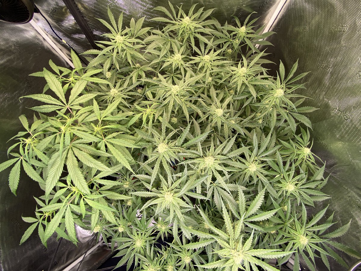 Okay folks. We're going in.🫣

Smoke me a Kipper, I'll be back for breakfast.🥰

Ace's all day.🫡
#GrowYourOwn #CannabisCulture #HomeGrown #TheOnlyGreen #PushTheKush #GodPlant #HerbalHealing #Growmies