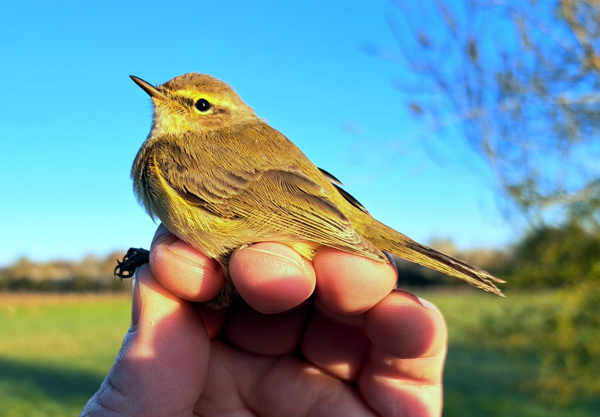 Chilly spring morning at Sevenhampton but spring is progressing as warbler numbers are picking up with 13 Blackcap's &amp; 2 Chiffchaff's  ringed. One of the Blackcap's had bright yellow pollen around the bill #birdringing #Migration