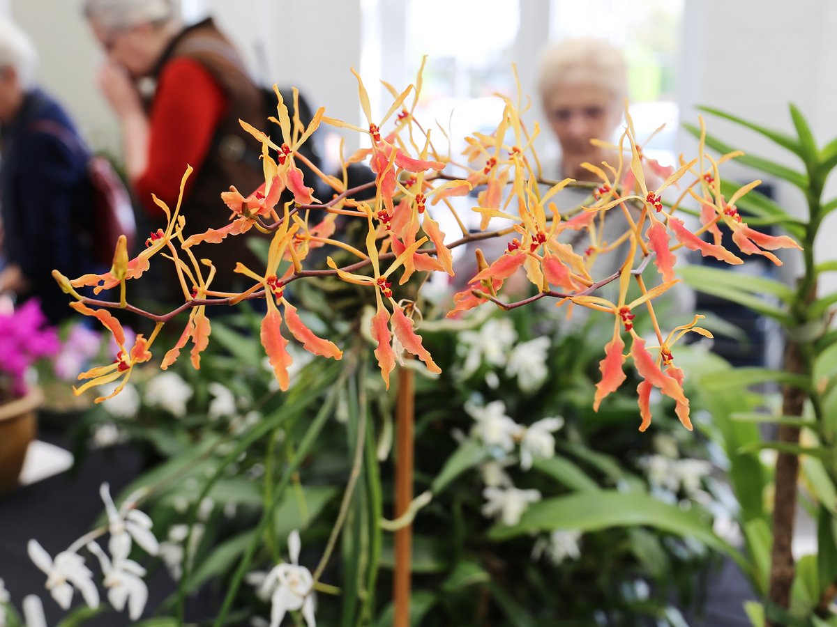 Come along and join us for the prestigious 'Spring Orchid Show', hosted by The Orchid Society of Great Britain, at our Shepperton centre on Sat 12 April, 
9.30am – 4.30pm. A wonderful opportunity to see a diverse and beautiful selection of orchids all in one place. FREE entry.