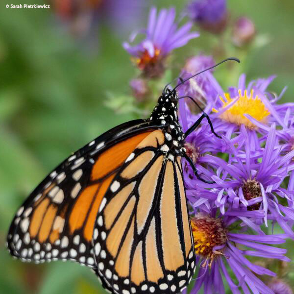 Check out these late-blooming plants native to North America that help feed butterflies — especially monarchs. Planting these or letting them grow in the spring and summer can give monarchs a boost when they eventually bloom in the fall: wwf.to/4j1MDM6.