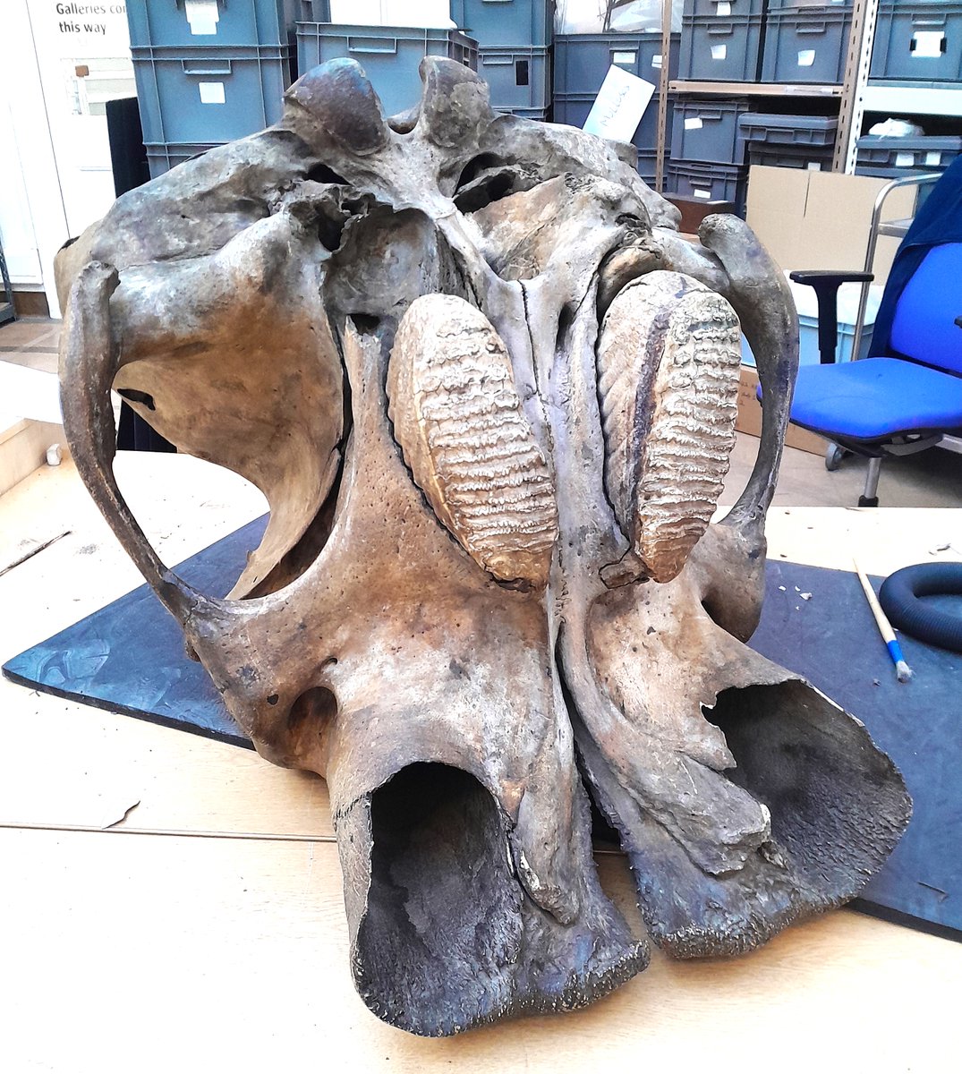 ConservationBob's tweet image. Ipswich Museum Conservations. Conservation for Mythical creatures Exhibition in Colchester. Cleaning a large elephant skull  we found a collection of objects pushed up its nasal passages by generations of kids. The Anglo American chewing gum company, sweet wrappers from BHS etc.