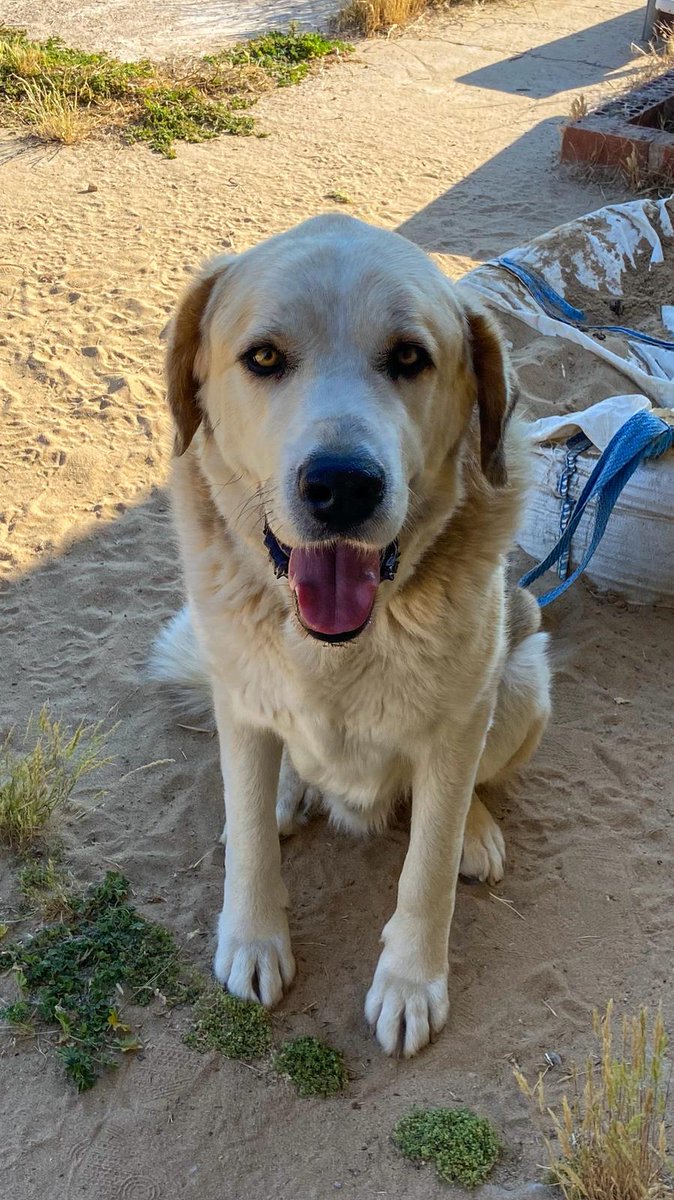 KUMAN NOS NECESITA
Llevamos meses tratándole problemas en los oídos por una supuesta alergia, hoy nos han dicho que tiene el tímpano perforado y necesitamos hacerle una resonancia.
El presupuesto para un perro como Kuman son 700-800€, necesitamos recaudar el dinero cuanto antes!