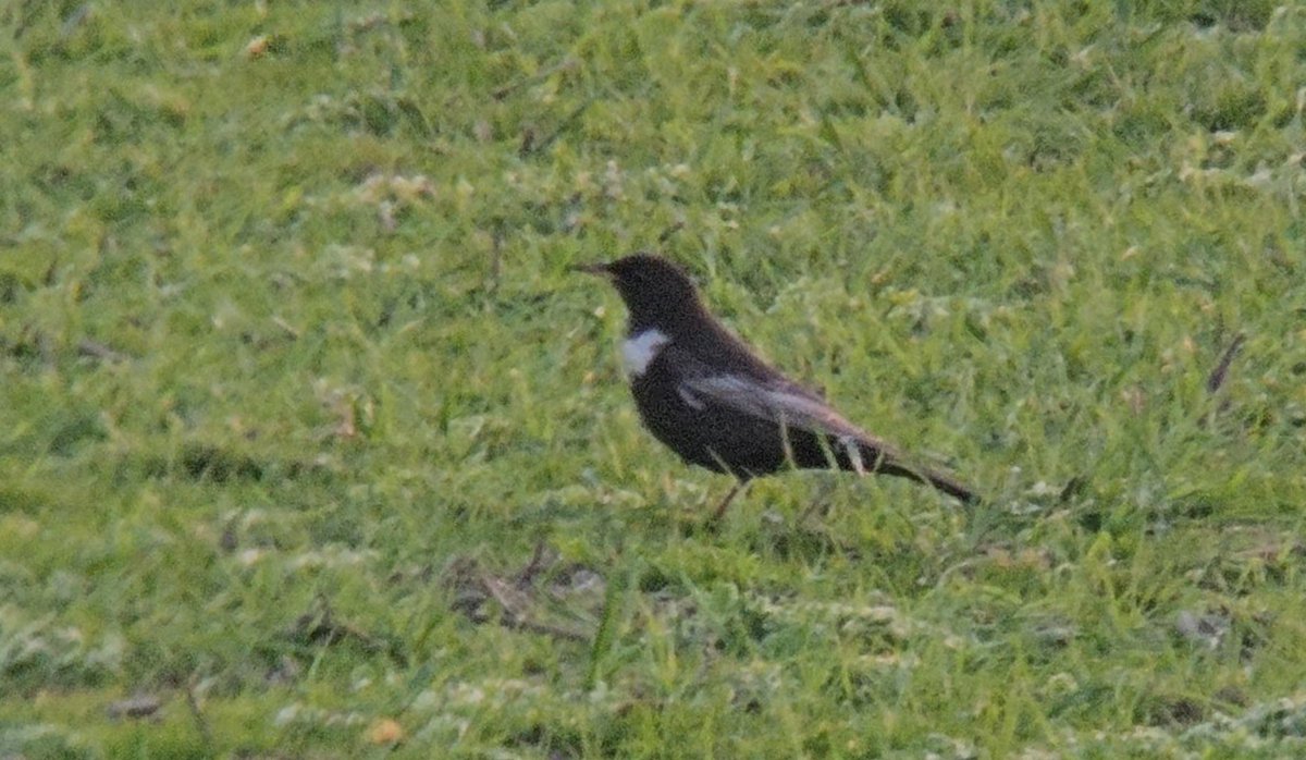 The last week has been quite productive with birds in Cornwall. Alpine Accentor last week at Nanquidno, Wryneck yesterday at Kenidjack and Hoopoe this morning at Pendennis in Falmouth. That's alongside all the other migrant birds! <a href="/CBWPS1/">Cornwall Birds</a>