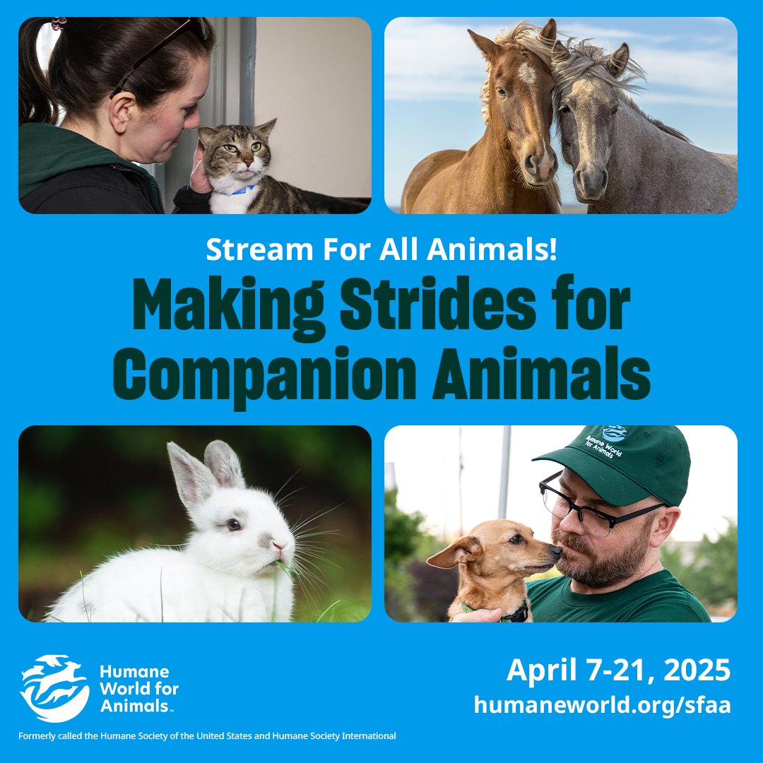 humanestreams's tweet image. 🚨 #StreamForAllAnimals BEGINS TODAY!
We're fundraising to:
🩵 Stop puppy mills
🩵 Ensure access to pet care
🩵 End animal testing
🩵 Stop the cat and dog meat trade
‼️ & SO much more!
🐶🐰🐱 Join us for 2 WEEKS as we make strides for companion animals! humaneworld.org/sfaa