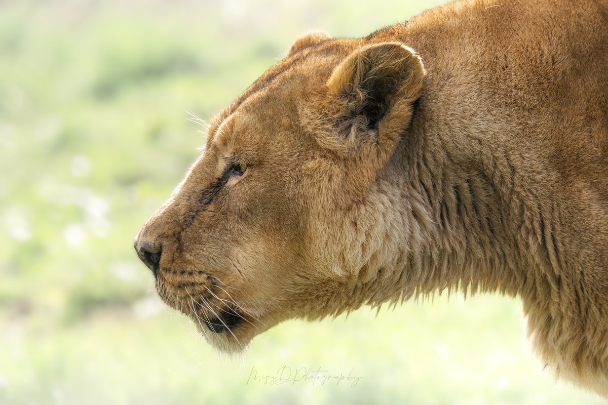 MissDPetography tweet media