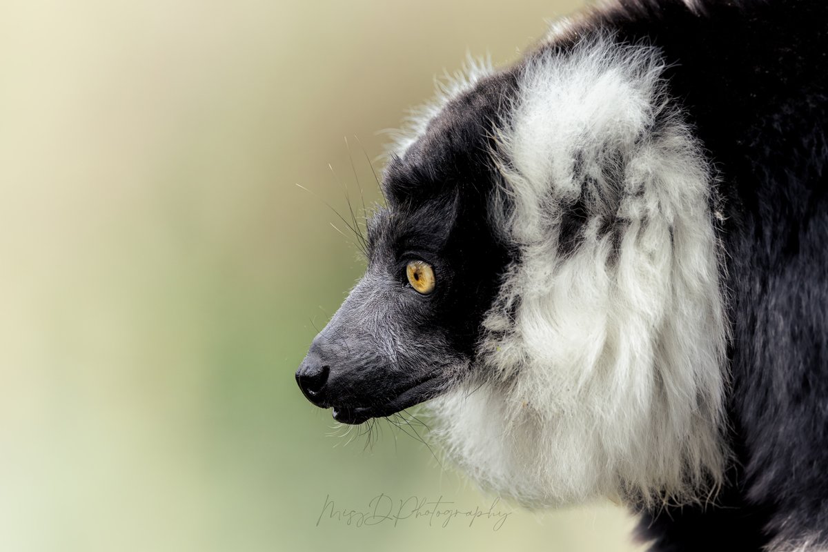 MissDPetography tweet media