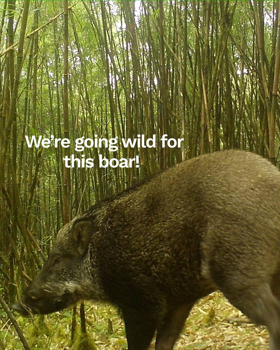 How cool is this! 🐾

The planting team in Nepal have sent across some snaps from the trail-cam located near the planting site! 🇳🇵

Proof that when we plant trees, wildlife comes knocking! 

#Treeapp #TreePlanting #ClimateAction #Nepal