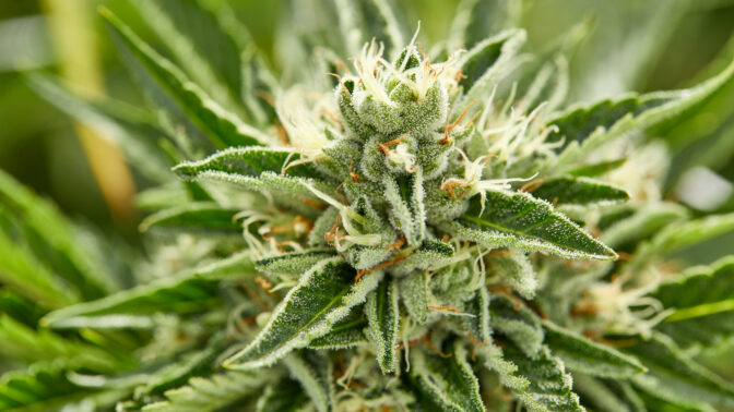 CarverJohns's tweet image. Study: Marijuana Compound Has 'Anti-Aging Effect On The Brain

Authors of a new study on the neurological impacts of long-term THC administration say their findings “could be the basis for an effective antiaging and pro-cognitive medication...

weedmaps.com/news/2024/08/m…