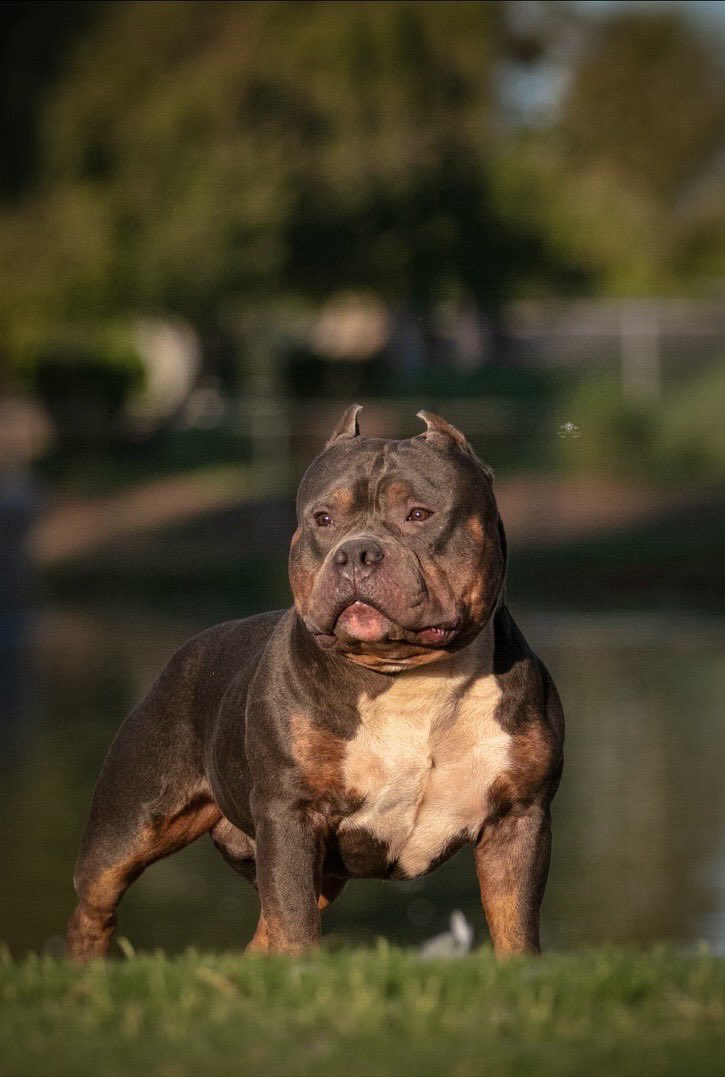 BullyMarket's tweet photo. We’re giving away another free stud service to #BEASTRO holders. Details have been posted to our telegram channel. 👀 #AmericanBully #PocketBully https://t.co/6TyDAwqTGG