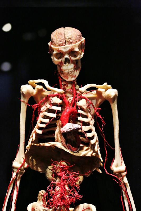This #WorldHealthDay, we're highlighting the global phenomenon—BODY WORLDS: Vital! 🌍 Explore the impact of lifestyle choices on our health and gain invaluable insights into how we can build a healthier future—starting today!

Plan your visit now! bit.ly/4jmV18P