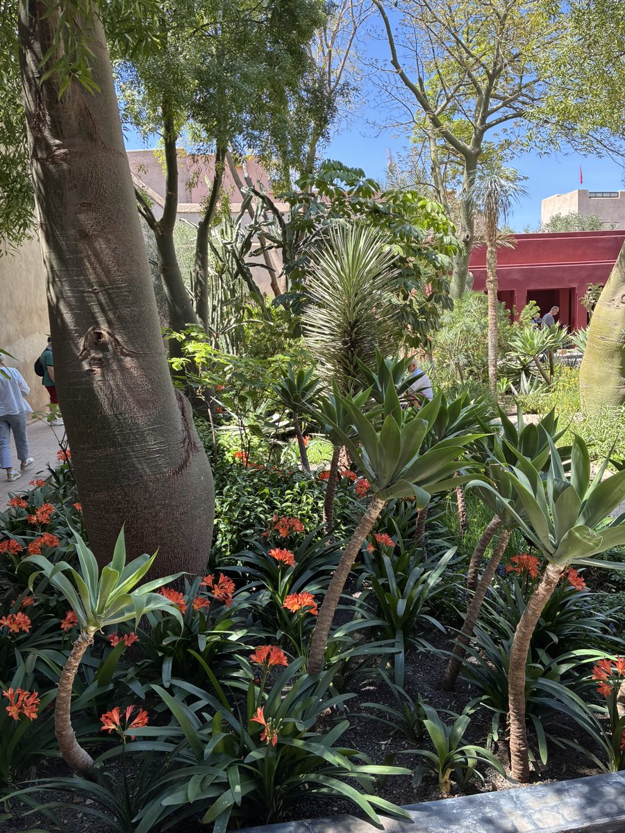 sebchrist41's tweet photo. Au milieu des souks de Marrakech le jardin secret. Un havre de paix et de fraîcheur https://t.co/RqaYZXJw9a