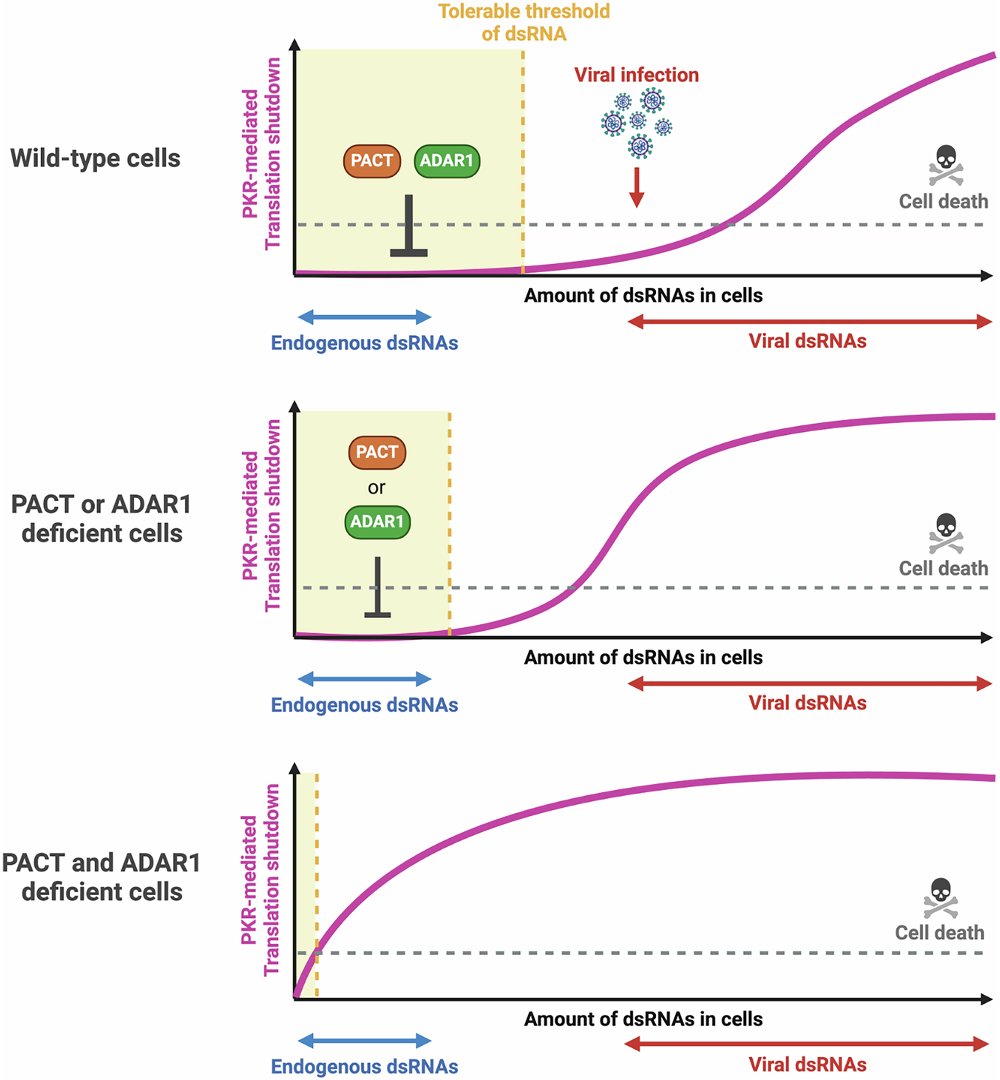 pedroorteg's tweet image. Glad to see our PACT preprint published in @NatureComms!
"Cooperative role of PACT and ADAR1 in preventing aberrant PKR activation by self-derived double-stranded RNA"
Another step forward in understanding innate immunity.
@UCIrvine @RemiBuisson
🔗 nature.com/articles/s4146…