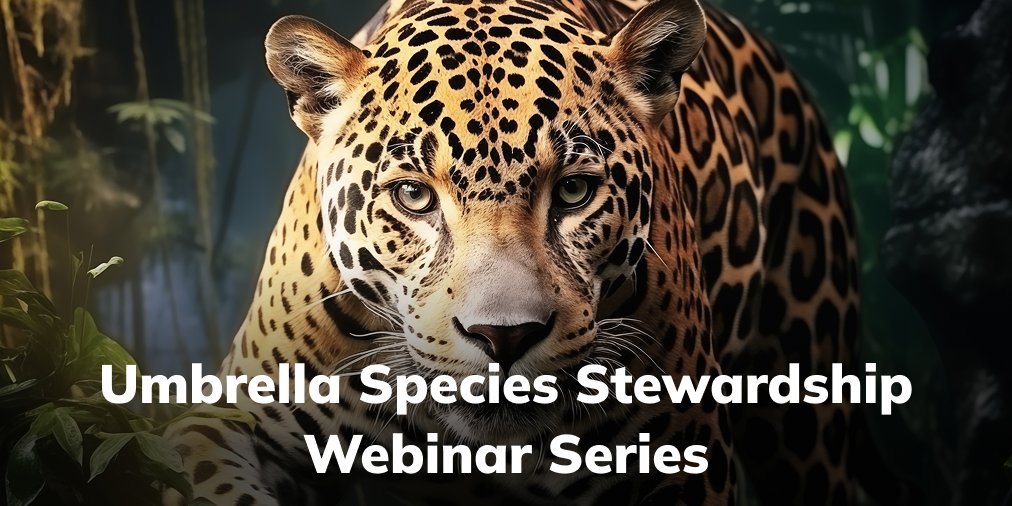 📣 𝐔𝐦𝐛𝐫𝐞𝐥𝐥𝐚 𝐒𝐩𝐞𝐜𝐢𝐞𝐬 𝐒𝐭𝐞𝐰𝐚𝐫𝐝𝐬𝐡𝐢𝐩 𝐖𝐞𝐛𝐢𝐧𝐚𝐫 𝐒𝐞𝐫𝐢𝐞𝐬 📣⁣⁣ 

We’re thrilled to announce a three-part webinar series on the 𝐔𝐦𝐛𝐫𝐞𝐥𝐥𝐚 𝐒𝐩𝐞𝐜𝐢𝐞𝐬 𝐒𝐭𝐞𝐰𝐚𝐫𝐝𝐬𝐡𝐢𝐩 (𝐔𝐒𝐒) 𝐂𝐫𝐞𝐝𝐢𝐭𝐢𝐧𝐠 𝐏𝐫𝐨𝐭𝐨𝐜𝐨𝐥, hosted by <a href="/ERABrazil/">ERA Brazil</a>