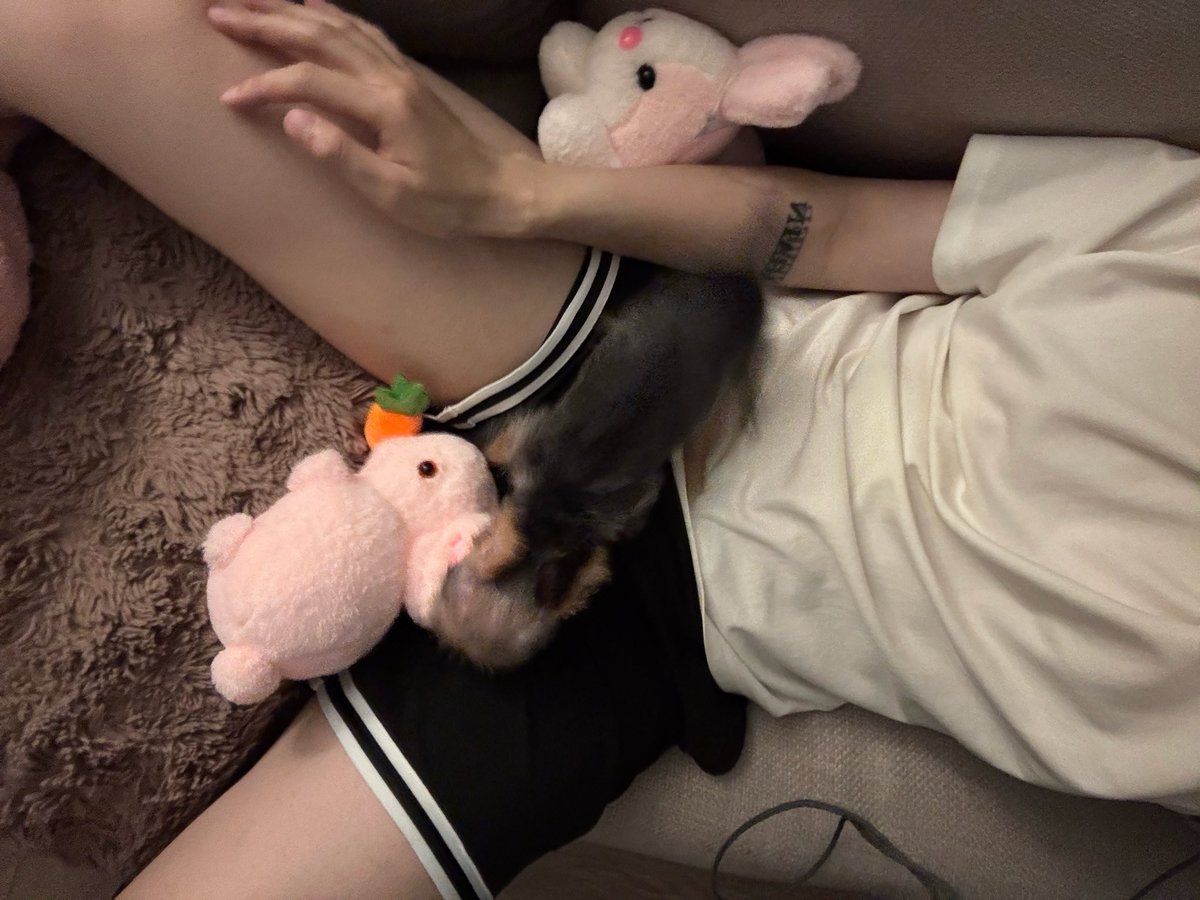 imgx9's tweet photo. 小狗 https://t.co/PQSA0sksIs