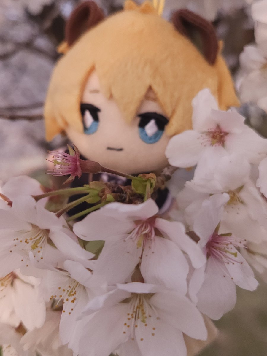 _www_1100's tweet photo. 🌸🌸🌸 https://t.co/XApU22C7yx
