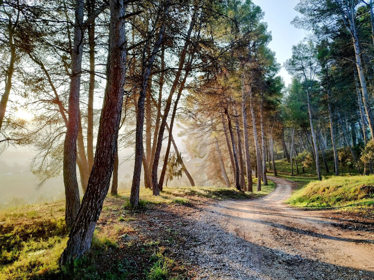 No hi ha lloc més bonic que el Bosquet a la primavera.