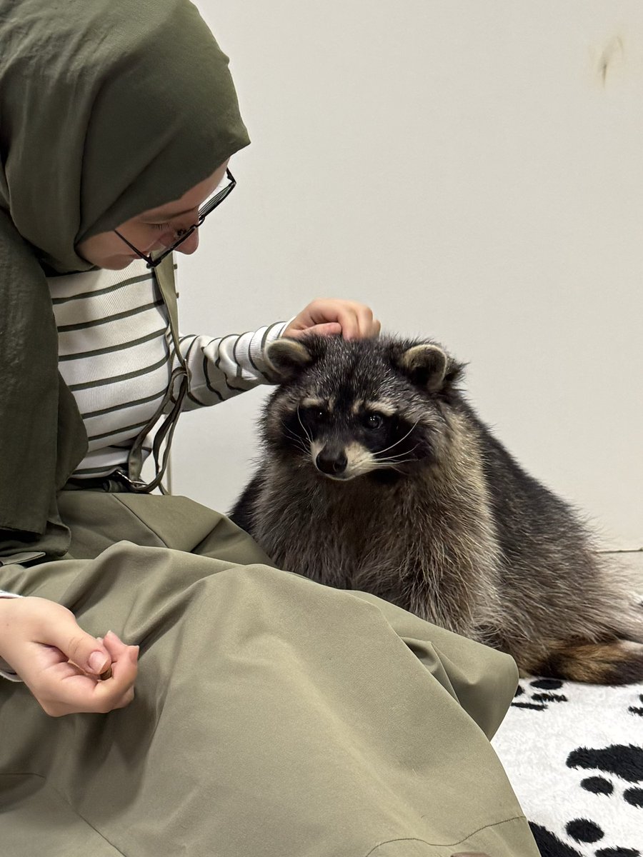 AyseFeda's tweet photo. Mart🦝 https://t.co/VlmeR2cQNV