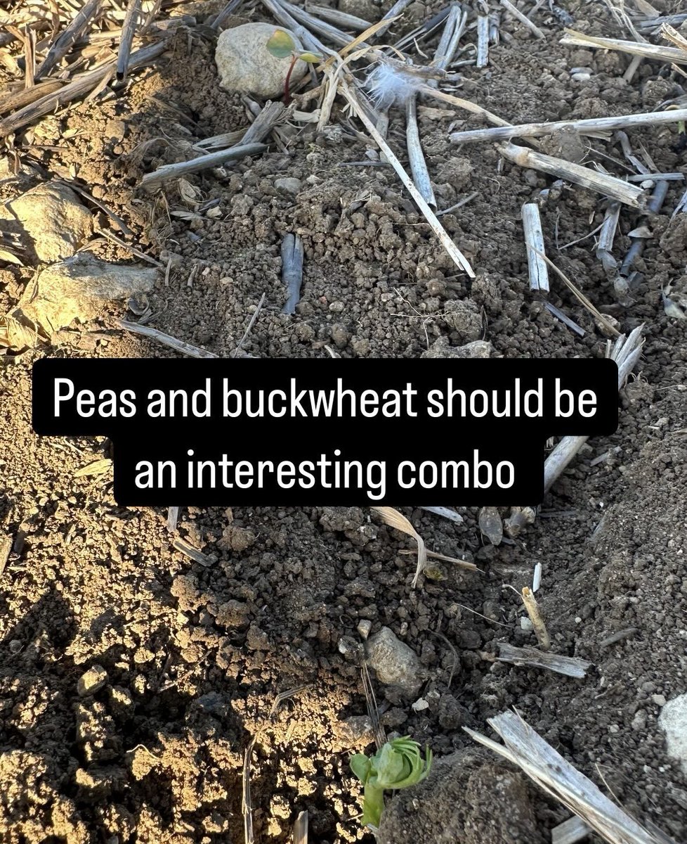 Ben Adams 🌾 (@benadamsagri) on Twitter photo Intercrop trials for 2025 are just poking through - could really do with a rain!!
Some interesting combinations this year
All zero input crops to be taken through to harvest
#Intercropping
<a href="/TheSSFF/">School of Sustainable Food and Farming</a> <a href="/bofinfarmers/">@BofinFarmers</a> <a href="/Leguminose_EU/">LEGUMINOSE Project</a> <a href="/PremiumCrops/">Premium Crops</a> <a href="/FarmersWeekly/">Farmers Weekly</a> Intercrop trials for 2025 are just poking through - could really do with a rain!!
Some interesting combinations this year
All zero input crops to be taken through to harvest
#Intercropping
<a href="/TheSSFF/">School of Sustainable Food and Farming</a> <a href="/bofinfarmers/">@BofinFarmers</a> <a href="/Leguminose_EU/">LEGUMINOSE Project</a> <a href="/PremiumCrops/">Premium Crops</a> <a href="/FarmersWeekly/">Farmers Weekly</a>