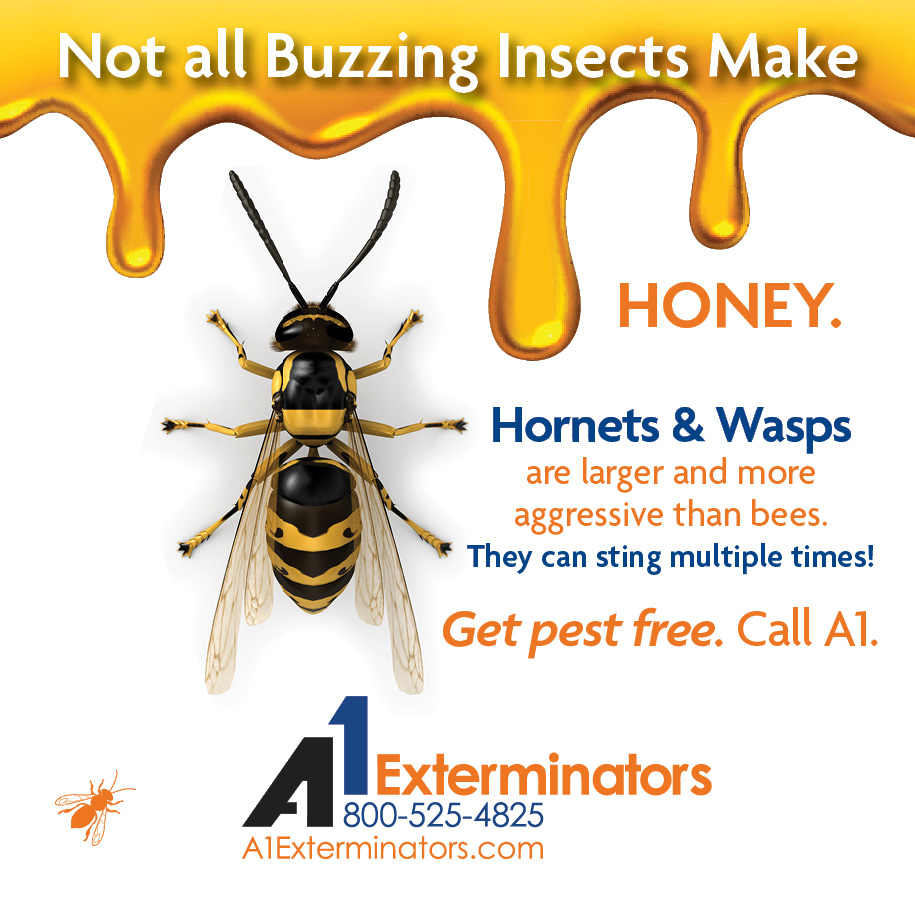 A1Exterminators's tweet image. As the season shifts, hornets may be looking to build their nests close to home. 🐝! If you spot a nest around your property, it&apos;s important to act quickly.  Don&apos;t try to remove it yourself. Call a professional! #a1exterminators #pestcontrol #hornetcontrol a1exterminators.com/5-steps-to-get…