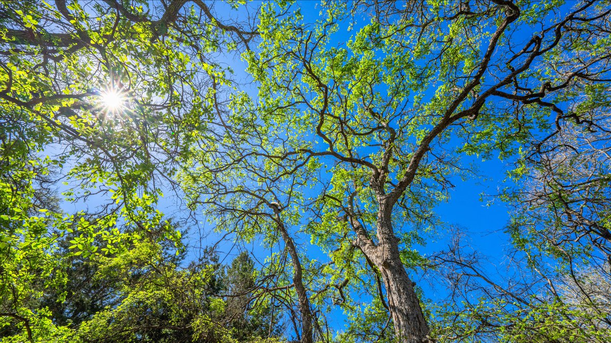 fbgrealty's tweet photo. 12± acres just outside Fredericksburg, TX—ideal for hunting, off-grid living, or investment. Mature trees, wildlife, a new pole barn &amp; views to match. https://t.co/nr9kQn0UNY
 2236 Curtis Ln. | Walter Crowder, REALTOR® | $175,000 https://t.co/IfUesjrcim