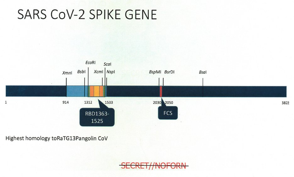 Hinweis auf das wahrscheinlich aus einem Pangolinvirus in SARS-CoV-2 eingesetzte Rezeptorbindemotiv (RBM/RBD) und die manipulierte Furinspaltstelle (FCS) in

meinem Post           /          der DIA Analyse