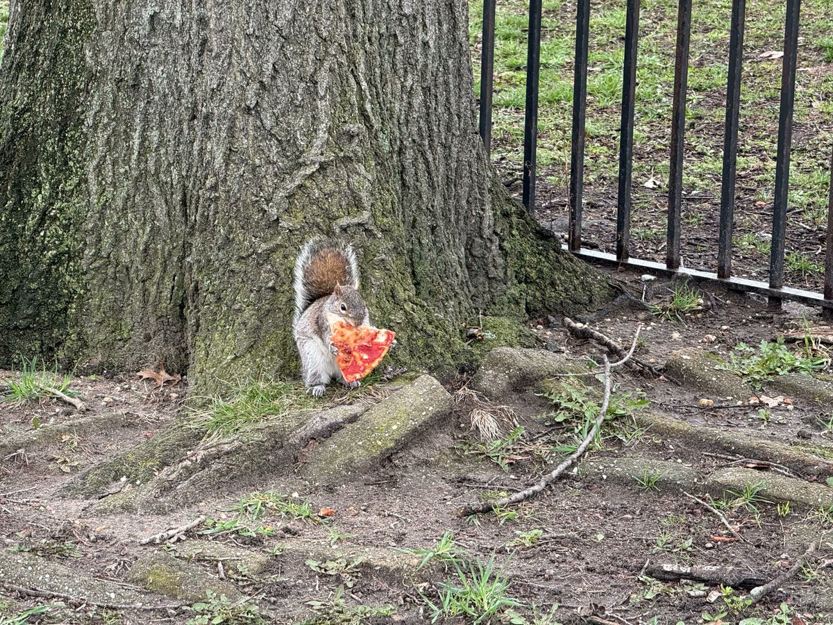 Please don't feed squirrels pizza in our parks. They don't know they're supposed to fold the slice in the middle before eating it. 🍕
