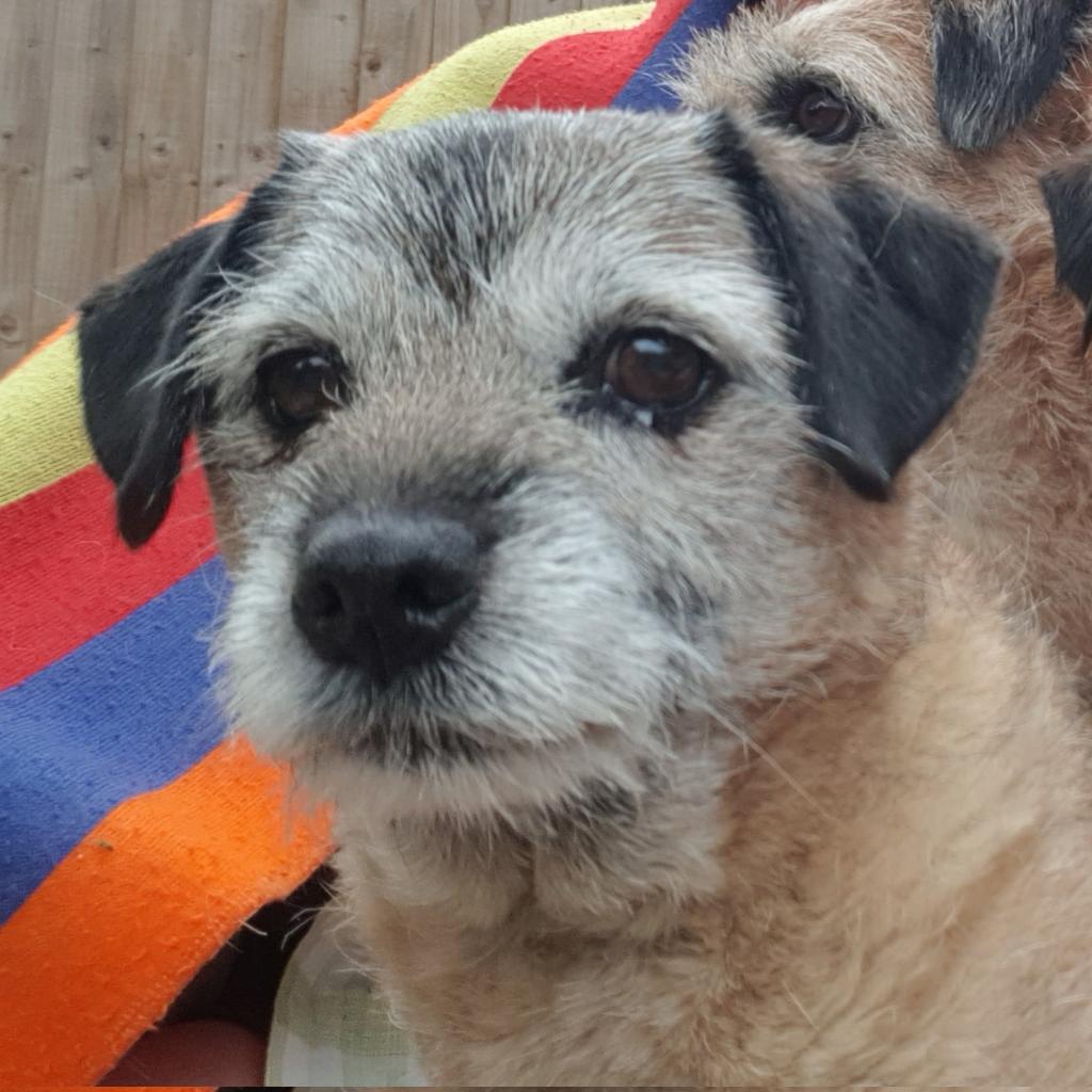 Sir HaggisBT (@haggisbt) on Twitter photo #BTPosse hey Palz.. just thought dat we don't have enough Bogle pics in our lives.. she'z now fisshhully 16 years and four weeks old.. and she finks about <a href="/Hubble_BTerrier/">Hubble, Sir, OBE 🇨🇦</a> 's hoodad all of da time , cos he loved her ( and gave her noms). #BTPosse hey Palz.. just thought dat we don't have enough Bogle pics in our lives.. she'z now fisshhully 16 years and four weeks old.. and she finks about <a href="/Hubble_BTerrier/">Hubble, Sir, OBE 🇨🇦</a> 's hoodad all of da time , cos he loved her ( and gave her noms).