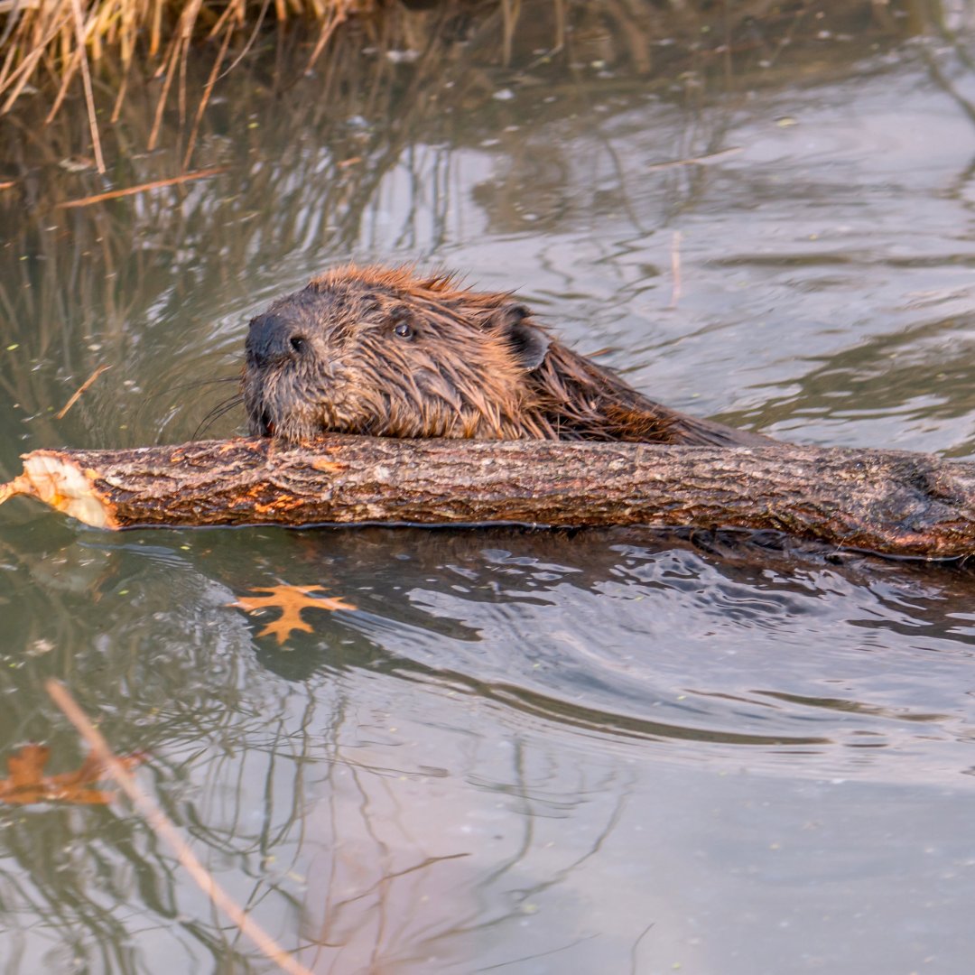 BeaverHillsBiosphere (@bhbiosphere) on Twitter photo DYK today is #InternationalBeaverDay? 🦫Let's celebrate these incredible engineers of nature! Learn how the <a href="/BHBiosphere/">BeaverHillsBiosphere</a> supports beaver management through programs like Rural Residential Stewardship & Living With Wildlife! beaverhills.ca/get-involved/l… DYK today is #InternationalBeaverDay? 🦫Let's celebrate these incredible engineers of nature! Learn how the <a href="/BHBiosphere/">BeaverHillsBiosphere</a> supports beaver management through programs like Rural Residential Stewardship & Living With Wildlife! beaverhills.ca/get-involved/l…