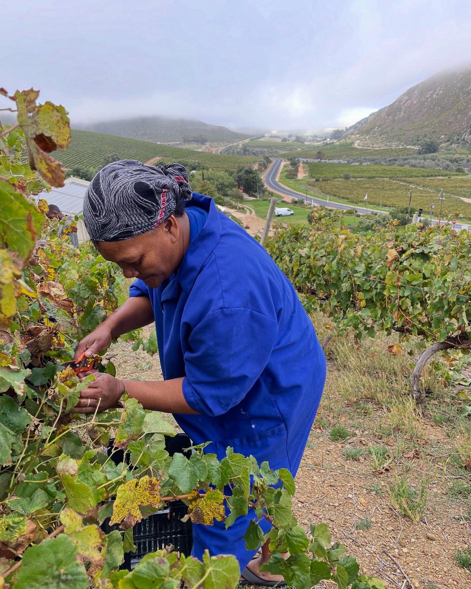 One week since we picked the last grapes of the season! 🍇 

The magic continues, from fermentation to maturation. Every step is crucial in crafting the perfect quality wines that you love. 🍷

#rakawine #visitstanford #SAWineHarvestSeason2025 #SAWineHarvest #WineHarvest2025