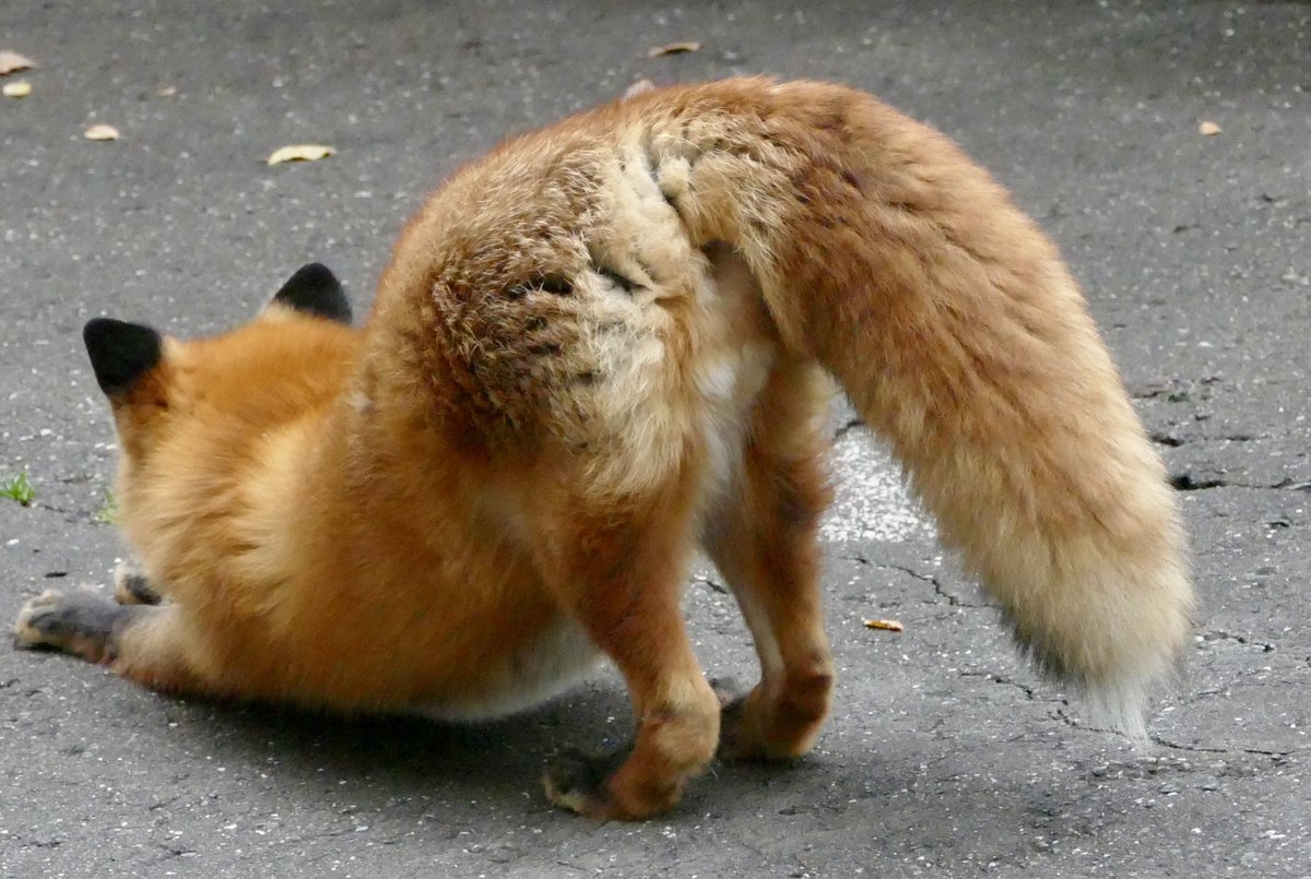 きつねのごんぶとしっぽ
 #キタキツネ #北きつね牧場