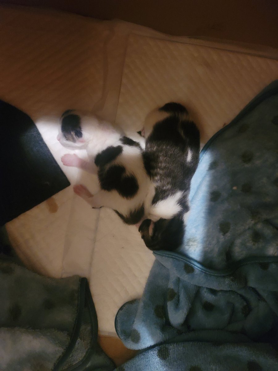 <a href="/kumari1999513/">qの猫</a>