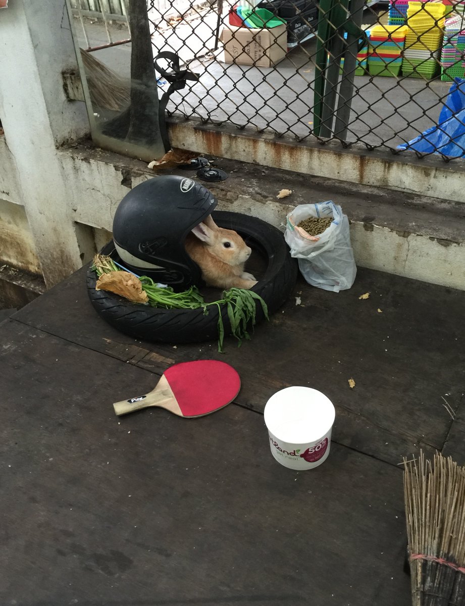 Lainlowe's tweet image. Something you don't see everyday. A rabbit hanging out in a motorcycle helmet in a tire.