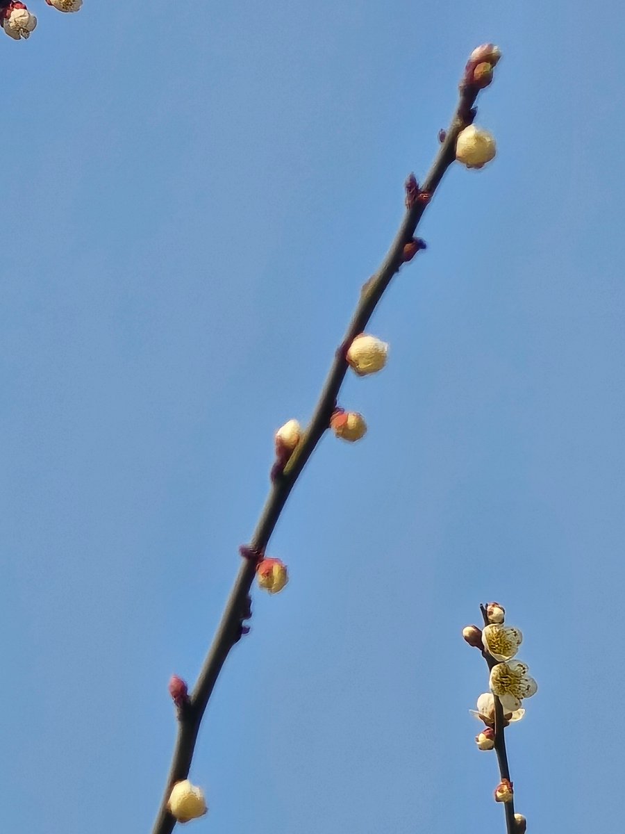 또다시봄.
언제나 그렇듯 돌아오는 계절.
특히나 추운 계절이 지나면 더 절실해 지는.
봄이 여름이 되면 익숙해지고.
망각하는.